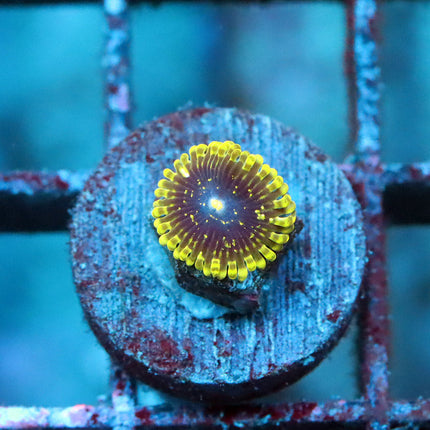 Exosphere Zoa