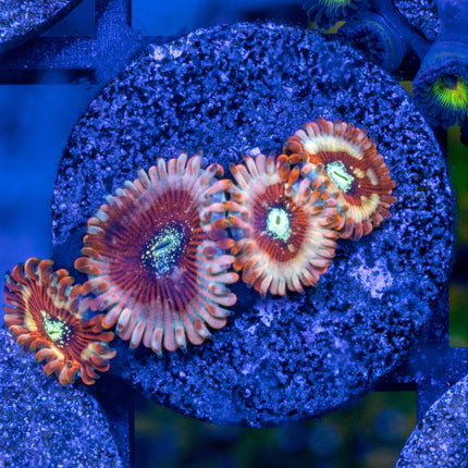 Ultra Majician Paly