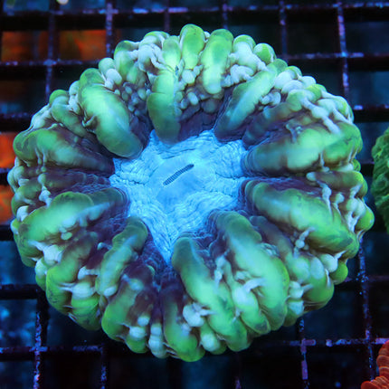 Ultra Rainbow Blob Cynarina Coral