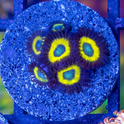Belladonna Zoa