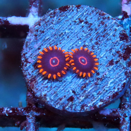POTO Red Hornet Zoa