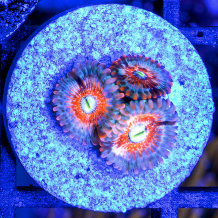 White Zombie Paly