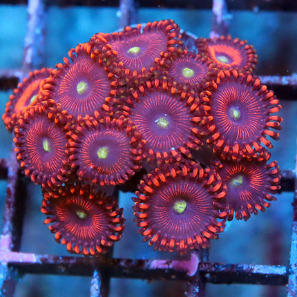 POTO Devils Armor Zoa Mini-Colony