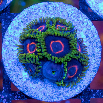 WWC Purple Heart Ring Zoa