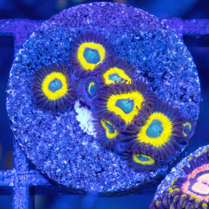 Belladonna Zoa