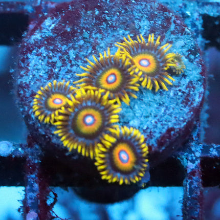 Super Saiyan Zoa
