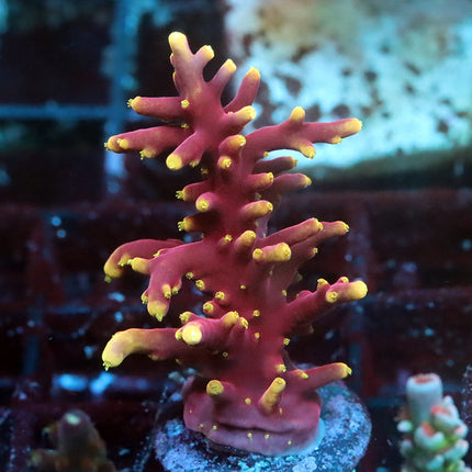 WWC Little Red Ferarri