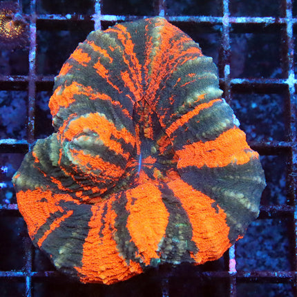 POTO Bengal Tiger Scoly
