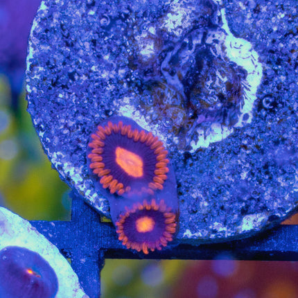My Clementine Zoa