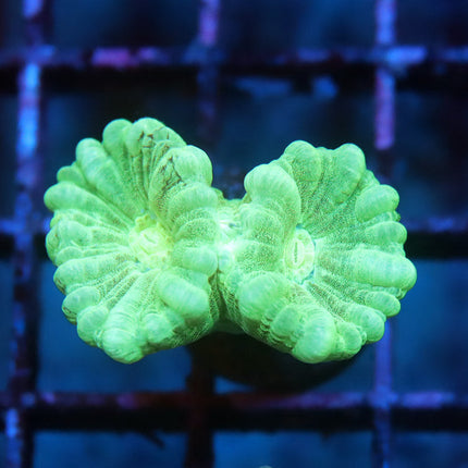 Kryptonite Candy Cane