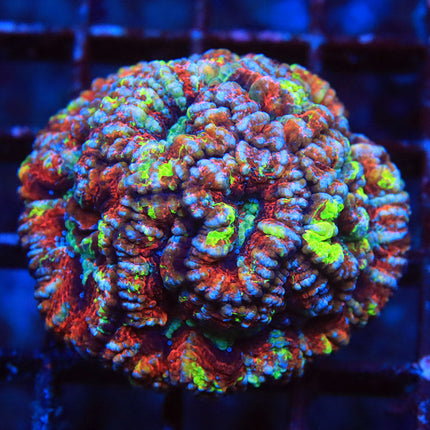 Rainbow Graft Wilsoni