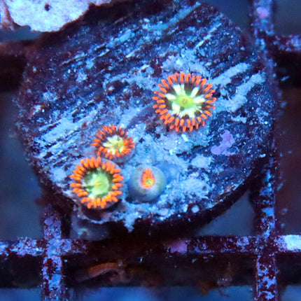 Alpha Omega Zoa
