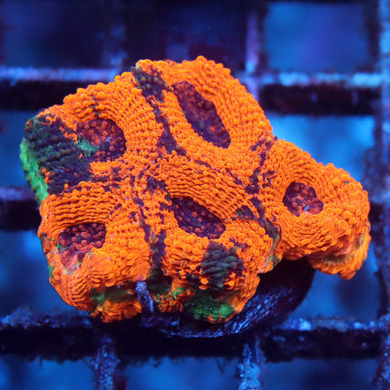 Ultra Rainbow Tiger Acan Echinata