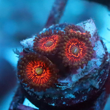 Night Crawler Zoa