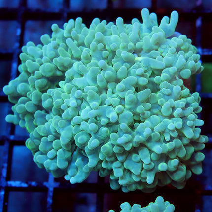 Teal Pearl Bubble