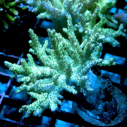 Neon Singularia