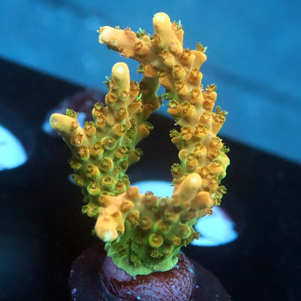 TGC Tropicana