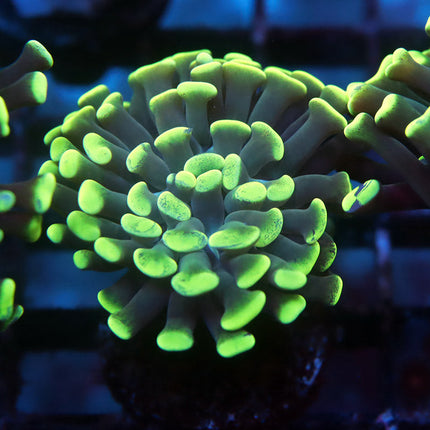 POTO Ultra Neon Hammer