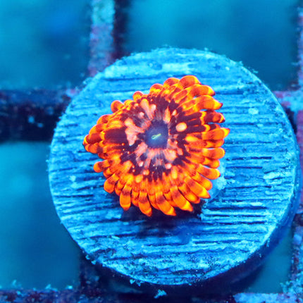 Utter Chaos Zoa