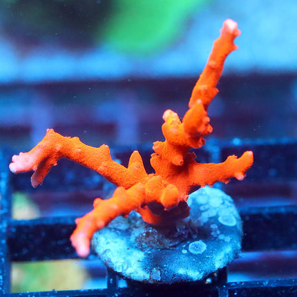 Jason Fox TNT Anacropora