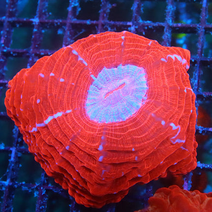 POTO Jolly Rancher Indophyllia