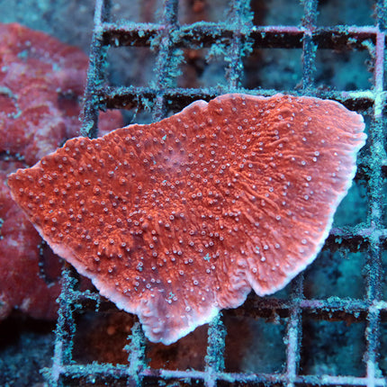 Red Monti Cap