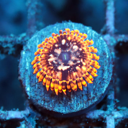 Utter Chaos Zoa