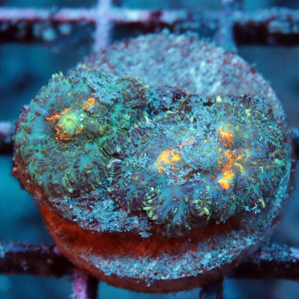 Halloween Mushroom