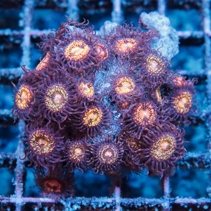 Pink and Gold Mini Colony