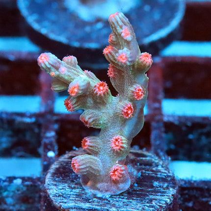 Green Branching Cyphastrea