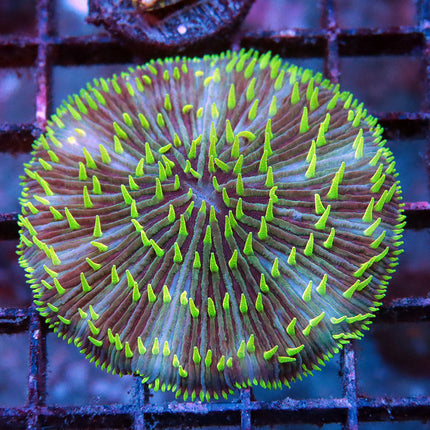 Neon Pinwheel Fungia Plate