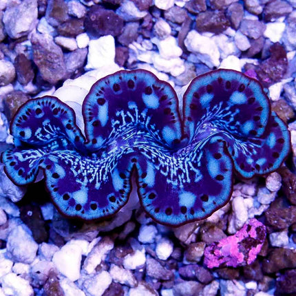 Ultra Red Sea Maxima Clam
