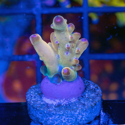 Tusi Rainbow Granulosa