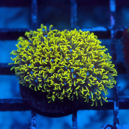 Neon GSP