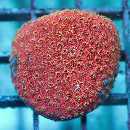WWC Broncoberry Cyphastrea