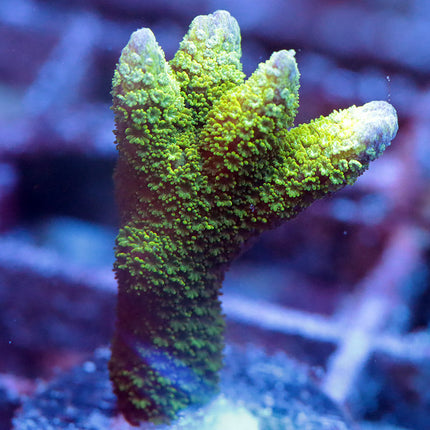 Green Digi