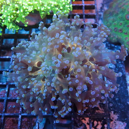 POTO Beauty and the Beast Frogspawn