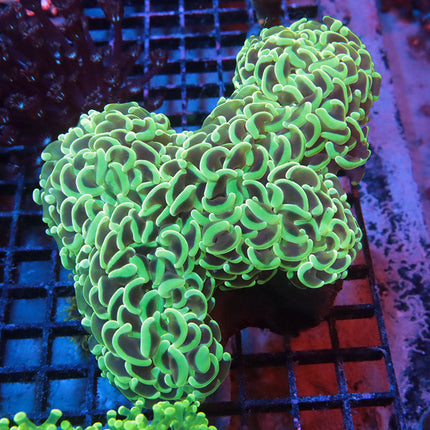 Neon Wall Hammer