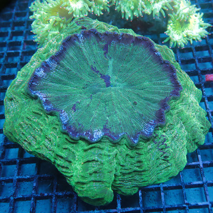Show Size Acantho Meat Coral