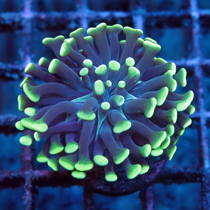 Neon Branching Hammer