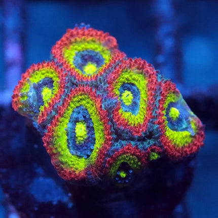 Holy Grail Micromussa