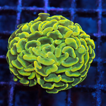 Aussie Goldielox Branching Hammer