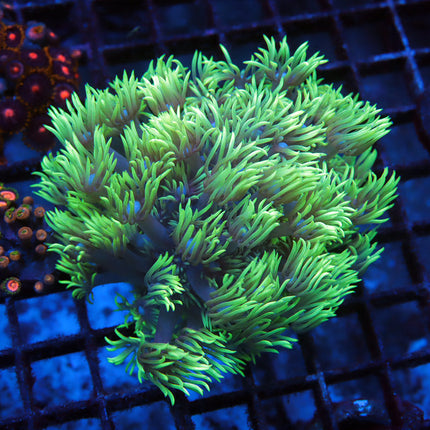 Ultra Neon Goni Mini colony