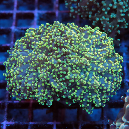 Rainbow Octospawn