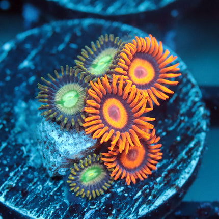 Orange Oxide Mix Zoa