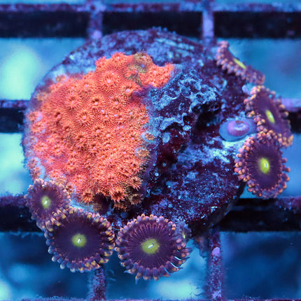 CK Bozo Birthday/ Pink Cyphastrea