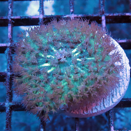 Cool Running St Thomas Mushroom