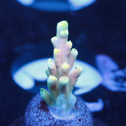 WWC King Fiji