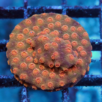 Defcon Cyphastrea