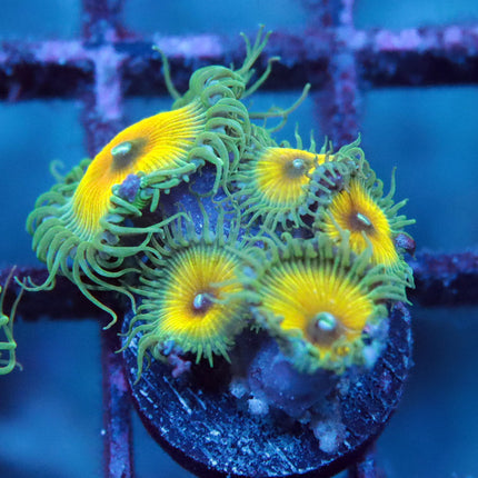 JF Captain Jerk Zoa